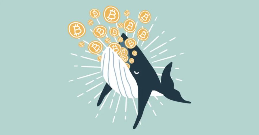 Cá voi Bitcoin thông minh thu lời hơn 90 triệu USD chỉ sau 9 tháng